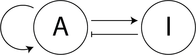 Gene Regulation Network